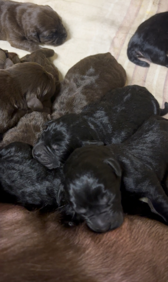 Štěňátka milujeme a je pro nás důležité, aby se dostala do dobrých rukou.